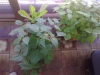 /album/fotogaleria/alubias-terrasa-2-jpg/